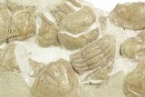 Ordovician Trilobite (Xenasaphus) Mortality Plate - Russia #368623-2